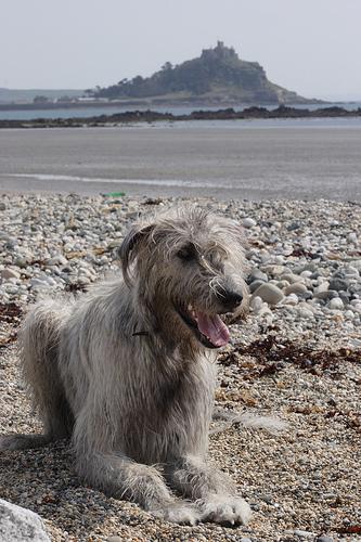 https://images.dog.ceo/breeds/wolfhound-irish/n02090721_6337.jpg