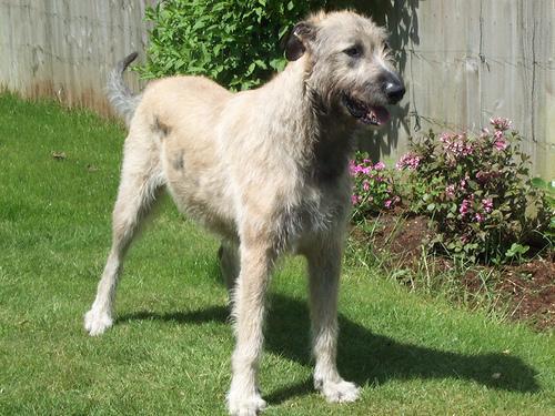 https://images.dog.ceo/breeds/wolfhound-irish/n02090721_654.jpg