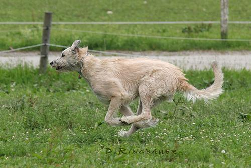 https://images.dog.ceo/breeds/wolfhound-irish/n02090721_6617.jpg