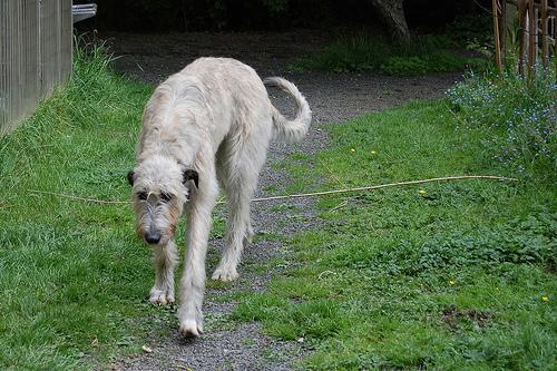 https://images.dog.ceo/breeds/wolfhound-irish/n02090721_6999.jpg