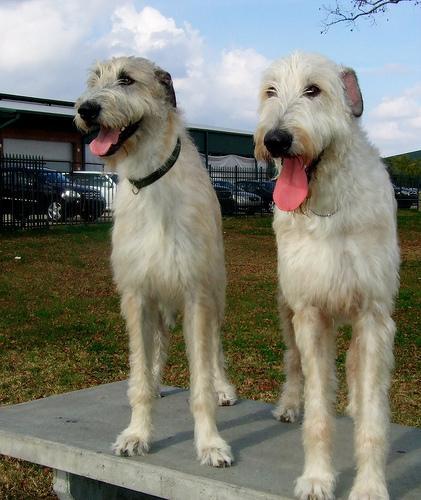 https://images.dog.ceo/breeds/wolfhound-irish/n02090721_728.jpg