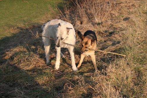 https://images.dog.ceo/breeds/wolfhound-irish/n02090721_756.jpg