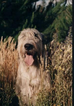 https://images.dog.ceo/breeds/wolfhound-irish/n02090721_847.jpg