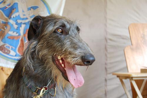 https://images.dog.ceo/breeds/wolfhound-irish/n02090721_868.jpg