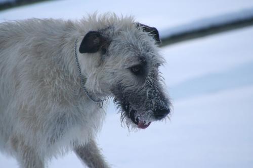 https://images.dog.ceo/breeds/wolfhound-irish/n02090721_870.jpg