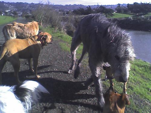 https://images.dog.ceo/breeds/wolfhound-irish/n02090721_873.jpg