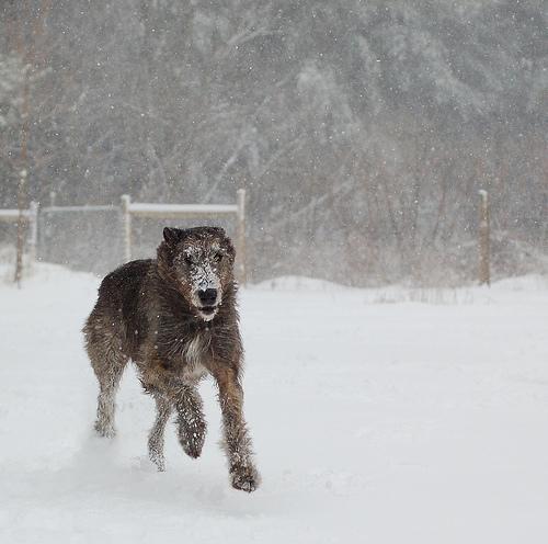 https://images.dog.ceo/breeds/wolfhound-irish/n02090721_892.jpg