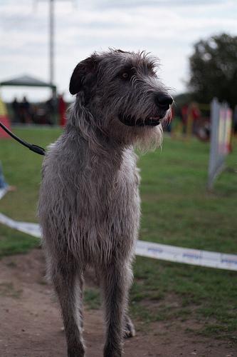 https://images.dog.ceo/breeds/wolfhound-irish/n02090721_957.jpg