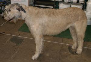 https://images.dog.ceo/breeds/wolfhound-irish/n02090721_968.jpg