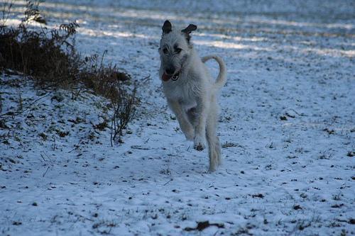 https://images.dog.ceo/breeds/wolfhound-irish/n02090721_969.jpg