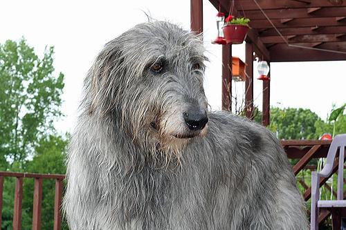 https://images.dog.ceo/breeds/wolfhound-irish/n02090721_984.jpg